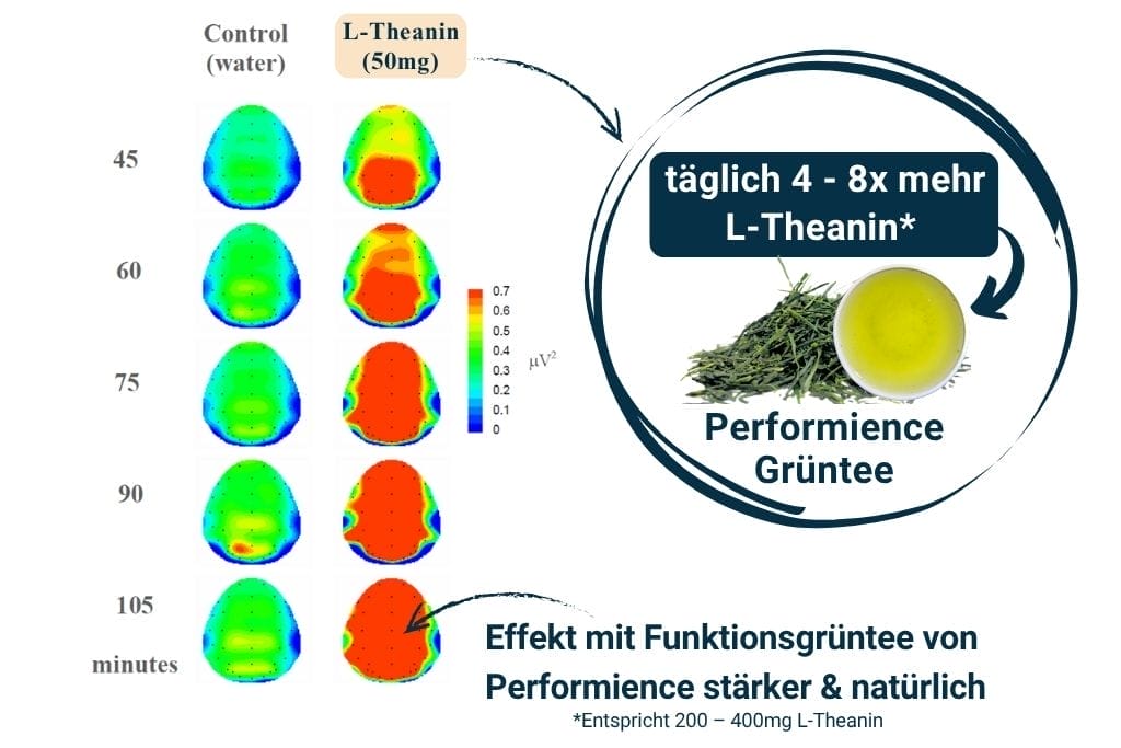 L-Theanin Wirkung Gehirn Studie - Performance Grüntee Funktionsgrüntee