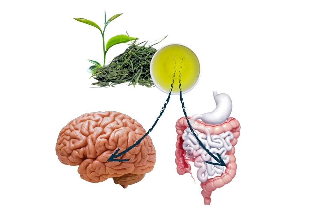 Grüner Tee Wirkung auf Gehirn und Darm - Infografik
