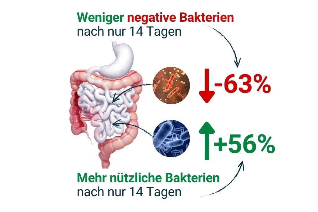 Grüner Tee Wirkung Darm Matcha Darmmikrobiom – positive Veränderung nach 14 Tagen 