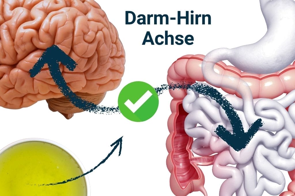 Darm-Hirn-Achse Verbindung - grüner Tee Wirkung auf Gehirn und Verdauung Infografik
