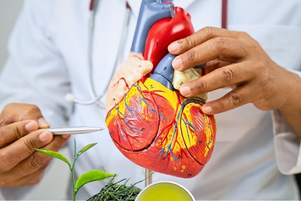 Grüner Tee Wirkung Herz - Herzgesundheit und Schutz vor Herz-Kreislauf-Erkrankungen
