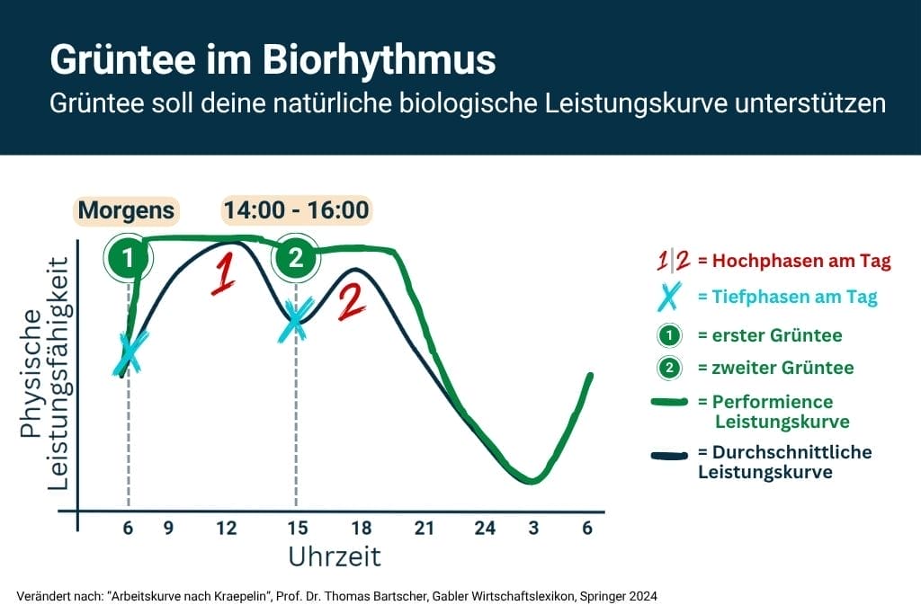 Grüner Tee sol die natürliche biologische Leistungskurve unterstützen. Wann man grünen Tee am Tag am besten trinkt, wenn man abnehmen will. grüner tee zum abnehmen.