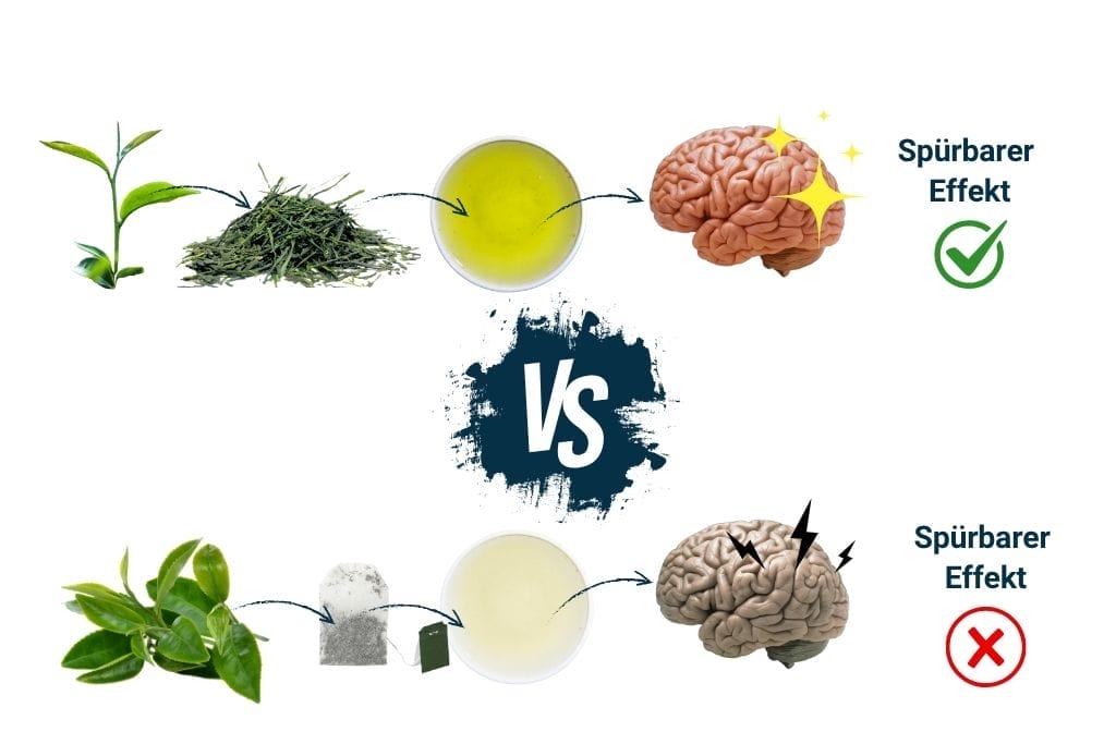 Grüner Tee Wirkung Qualitätsvergleich - Wirkung auf Gehirn bei hochwertigen vs minderwertigen Teeblättern Infografik
