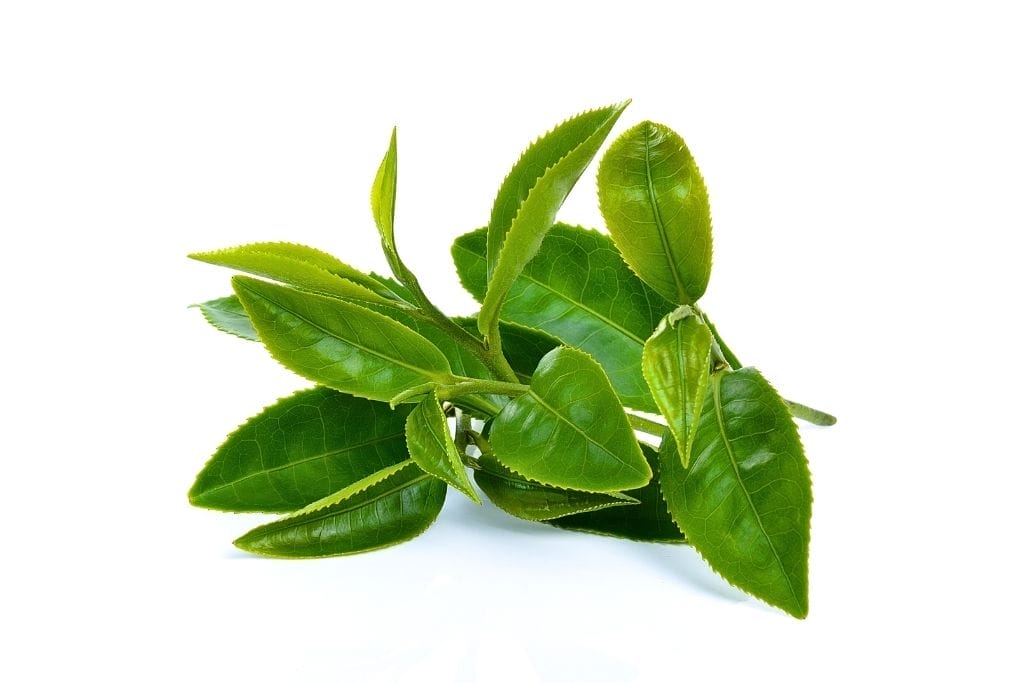 Camellia sinensis grüner Tee Pflanze - Qualität und Zubereitung beeinflusst Wirkung auf Körper