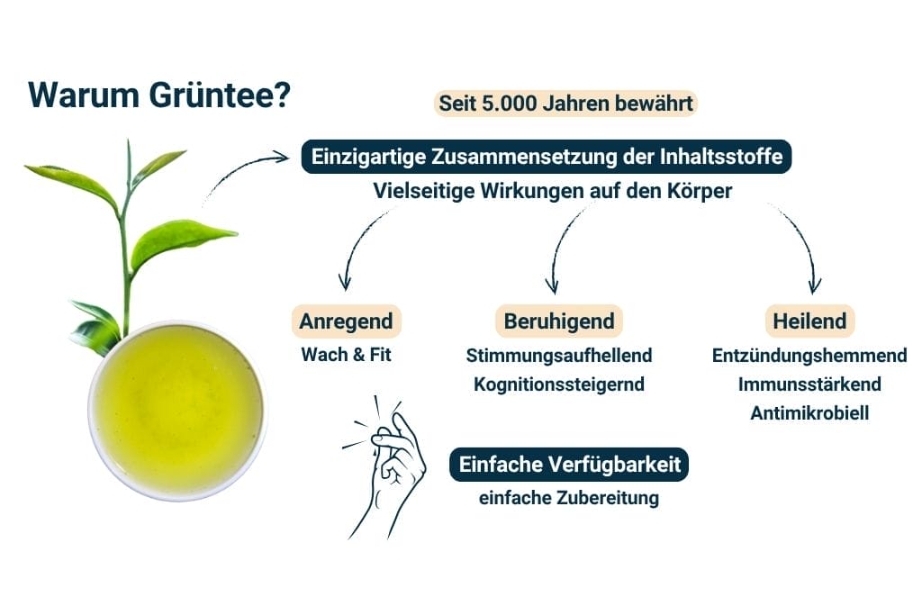 Grüner Tee Wirkung - Dreifachwirkung: anregend, beruhigend, heilend Infografik
