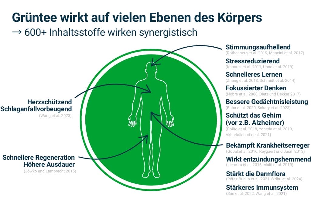 Grüner Tee Wirkung auf Körper - 600 Inhaltsstoffe synergistische Gesundheitsvorteile Infografik