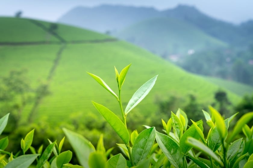 Frische grüne Teeblätter auf Teeplantage zeigen natürlichen Koffeingehalt der Camellia sinensis
