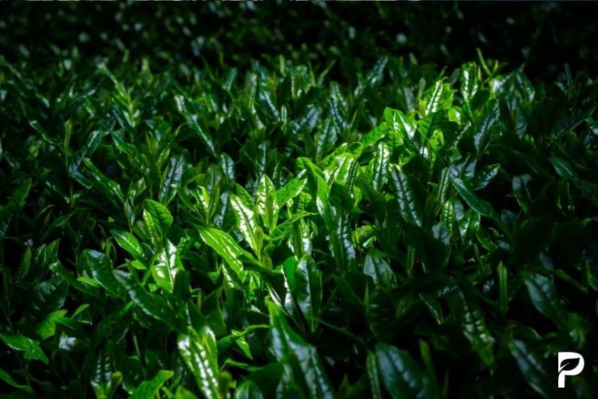 Frische grüne Teeblätter mit natürlichem Koffeingehalt in sonnigem Licht
