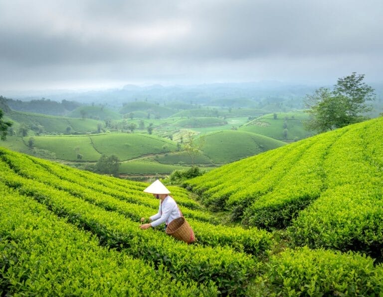 Eine Person mit einem kegelförmigen Hut pflückt Teeblätter in einer grünen Teeplantage mit sanften Hügeln unter einem bewölkten Himmel.